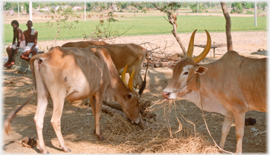 Cattle with fodder.