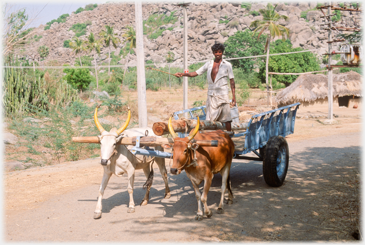 Ox cart near village.