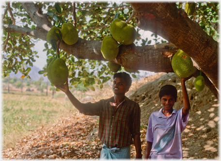 Tree with jackfruit.