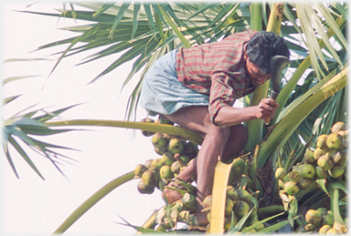 Man cutting palmyra fruit.