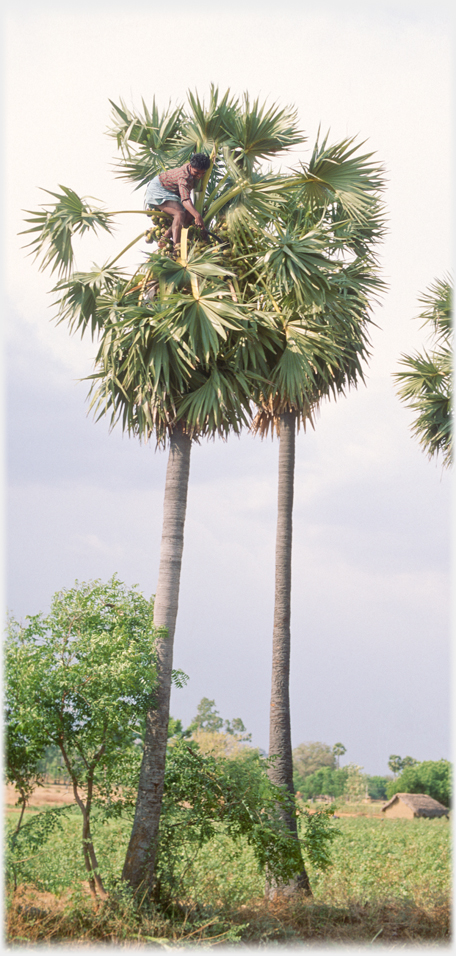 Man in crown of palmyra tree.