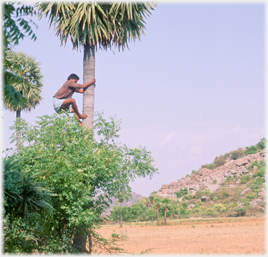 Man climbing palmyra tree.