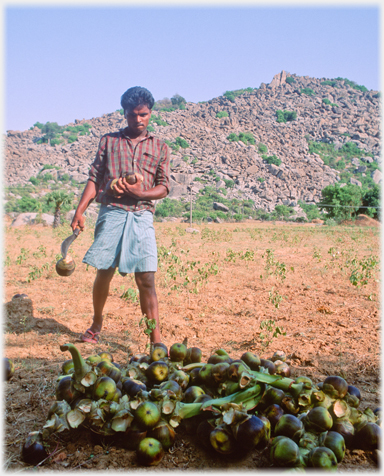 Man with palmyra fruits.