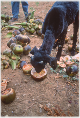Goat eating palmyra fruit.