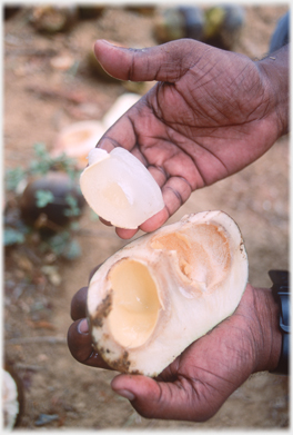 The fruit inside the palmyra nut.