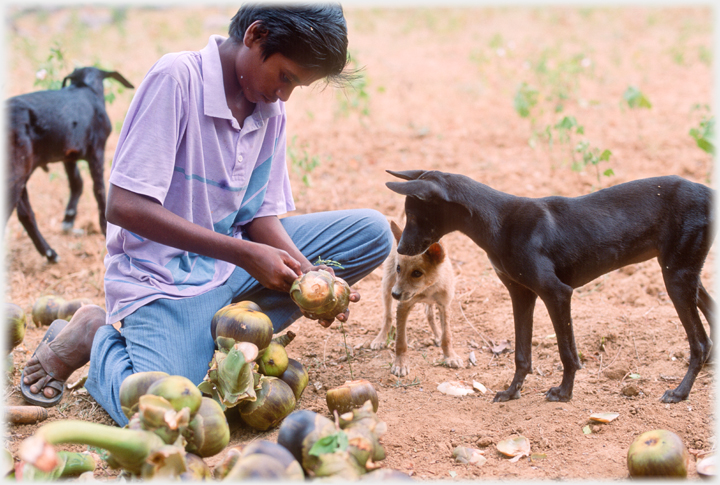 Dogs watch palmyra fruit being opened.