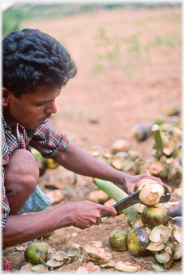 Cutting open a plmyra nut.