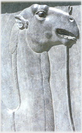 Detail of Bactrian camel.