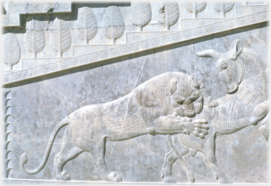 Lion attacking bull - left.