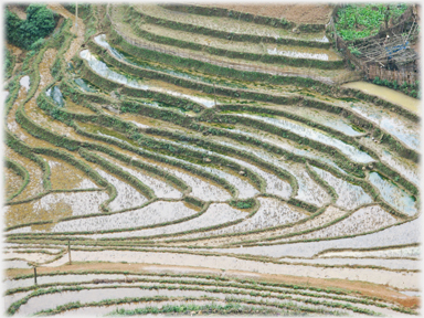 Steep paddy terraces.