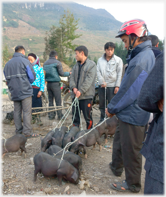 Men with pigs.