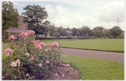 Rose bushes in park with trees beyond grass.