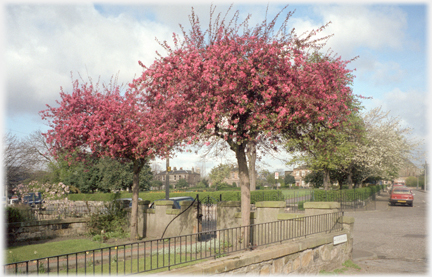 Blossom on tree at park corner.