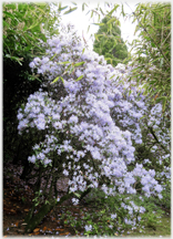 Lilac coloured RHododendron.