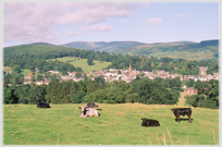 View towards town with cows in foreground.
