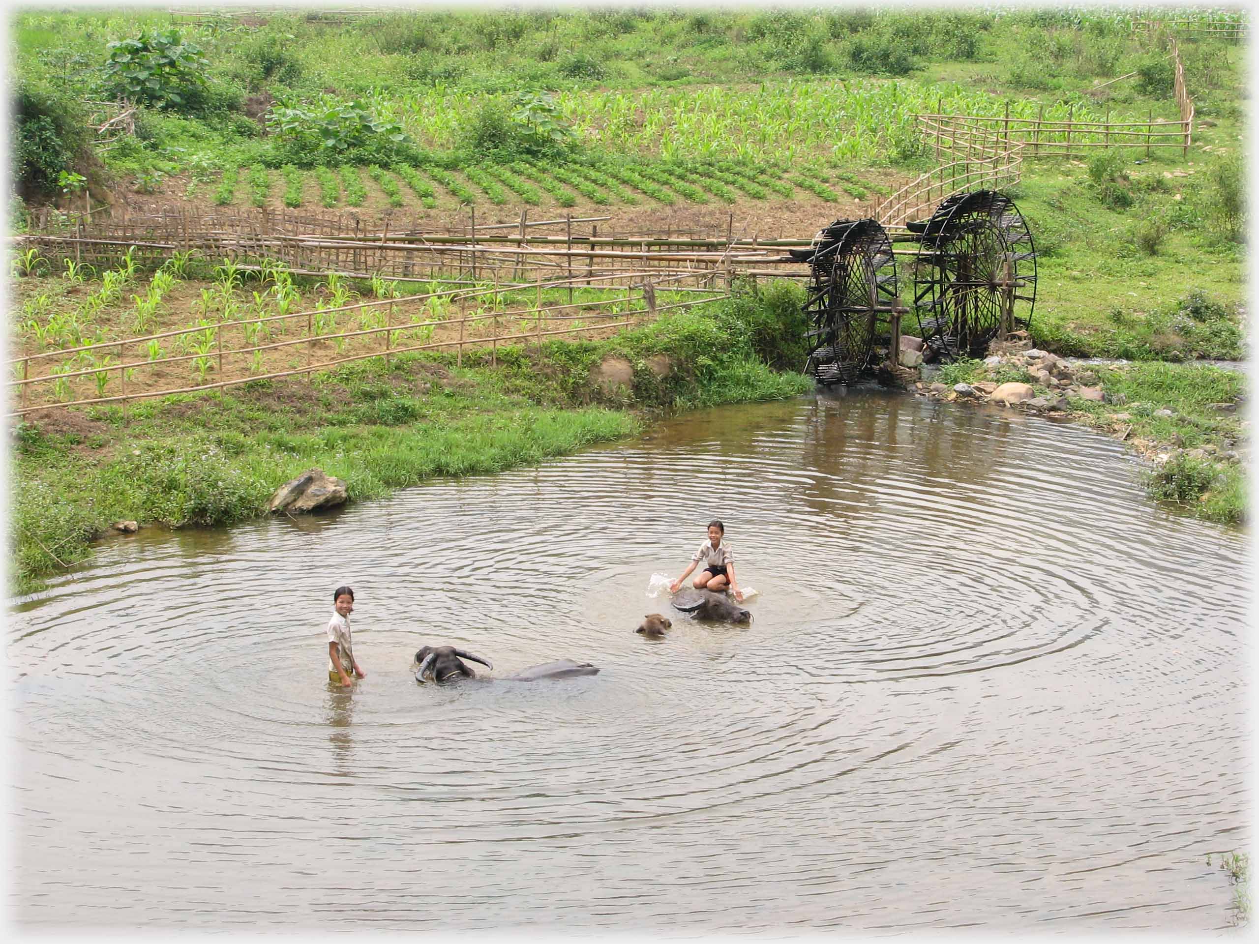 Two girls, two buffalo and calf in pool, water wheels behind.