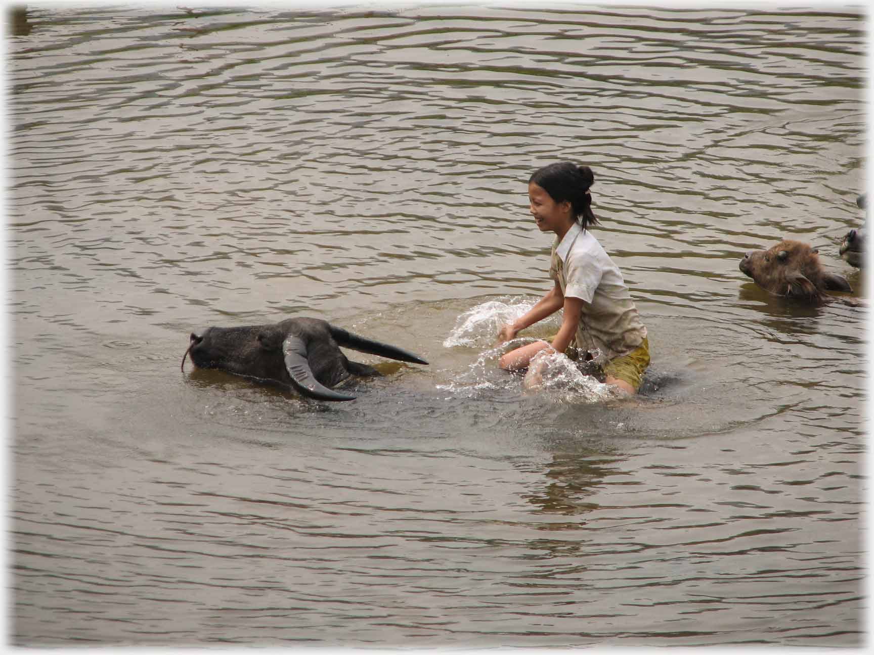 Girl on buffalo back splashing.