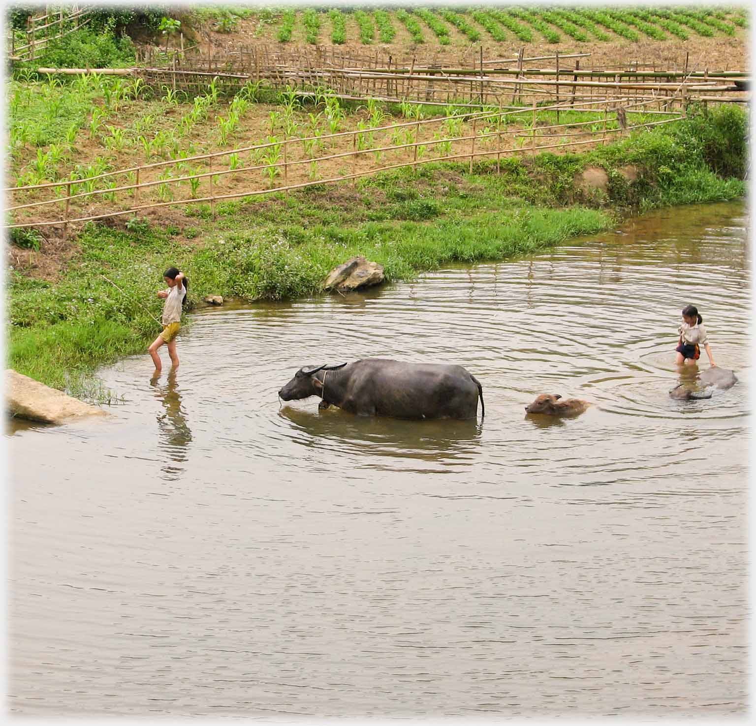 Girl coming out of pool leading buffalo.