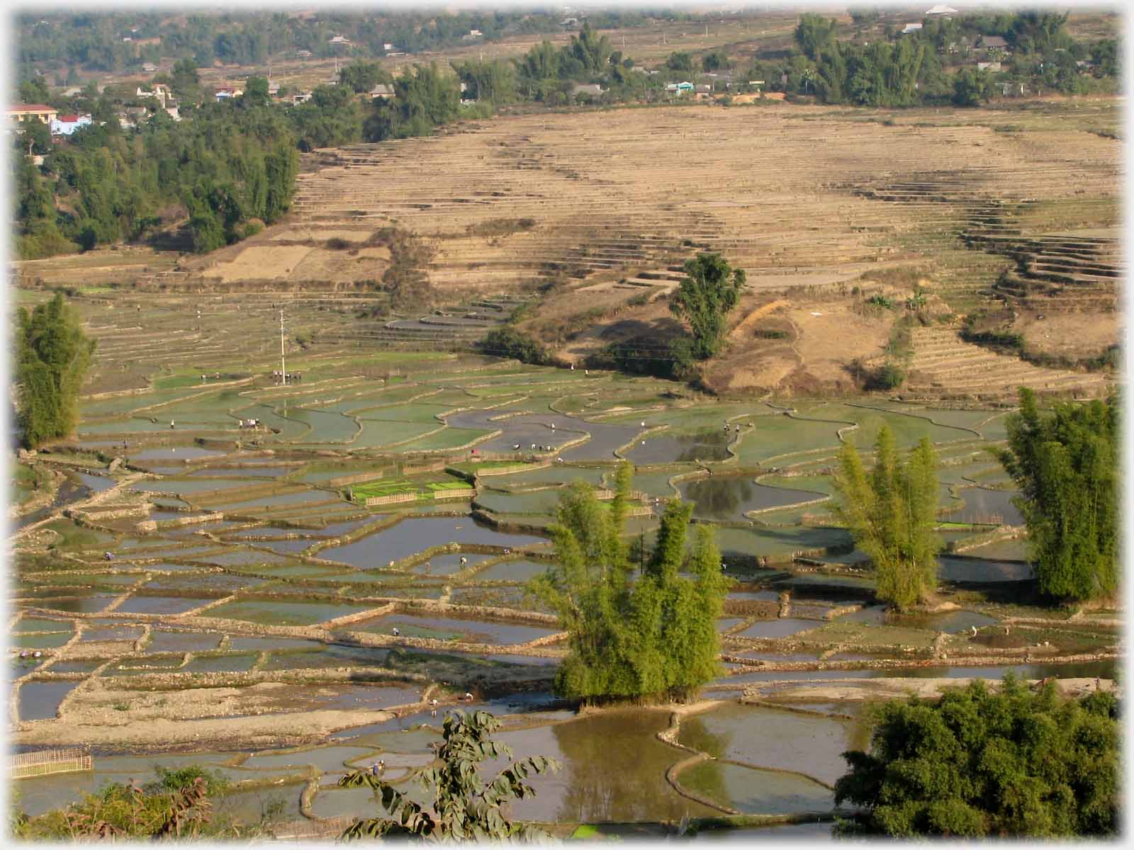 Looking across paddy fields beginning to turn green towards village.