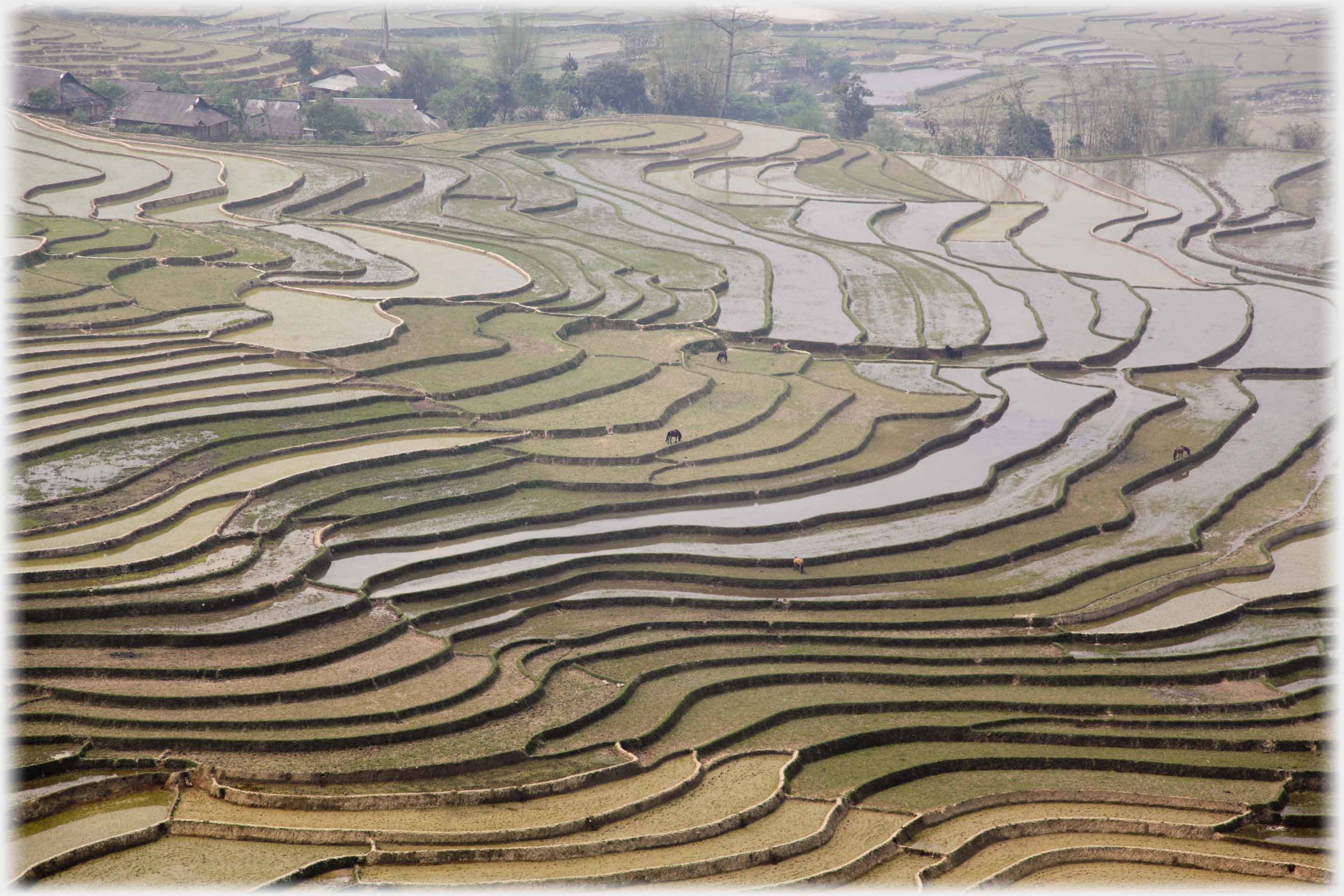 Gentle slope covered in the crurved lines of terrances that bound the fields.