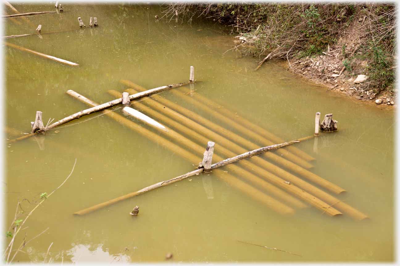 Bamboo poles staked just under water surface.