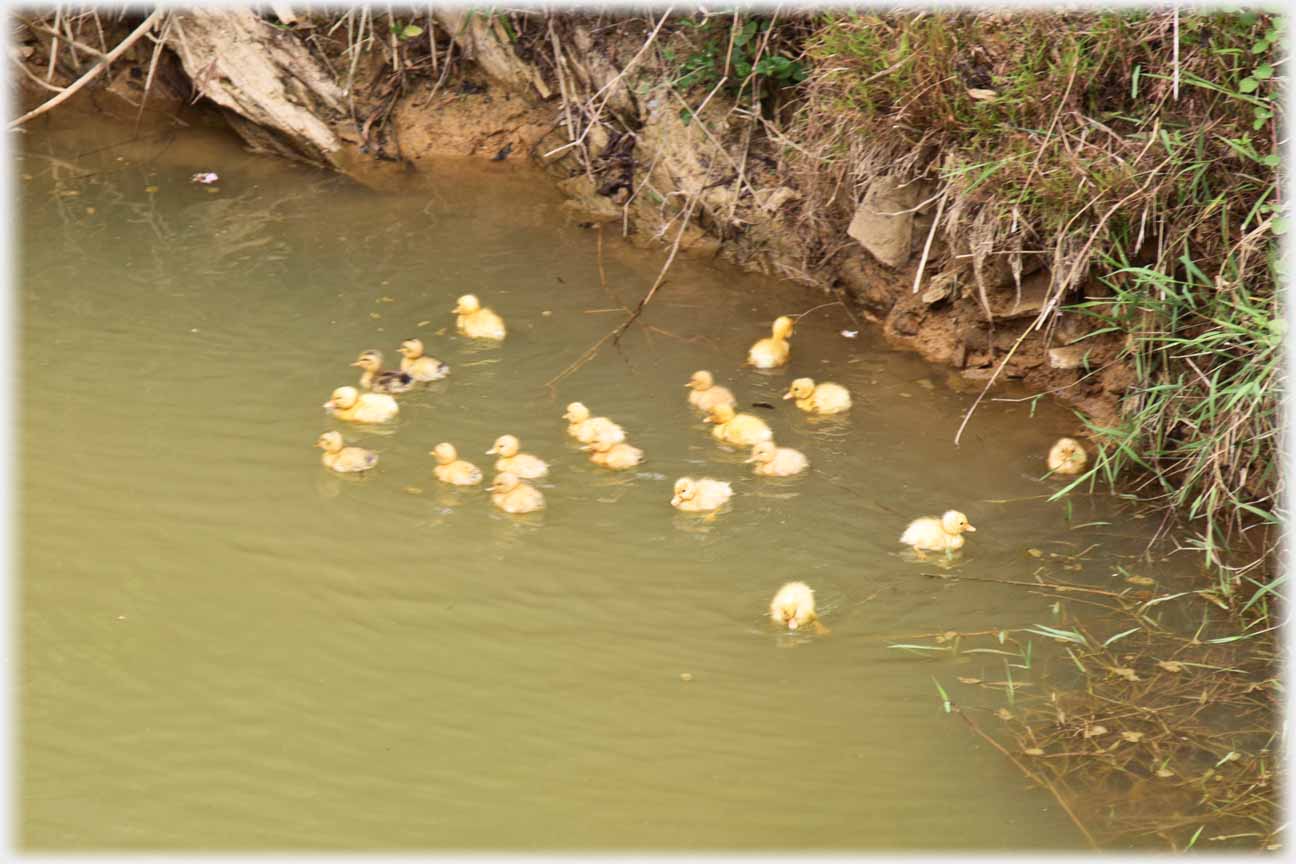 Nineteen ducklings together alone.