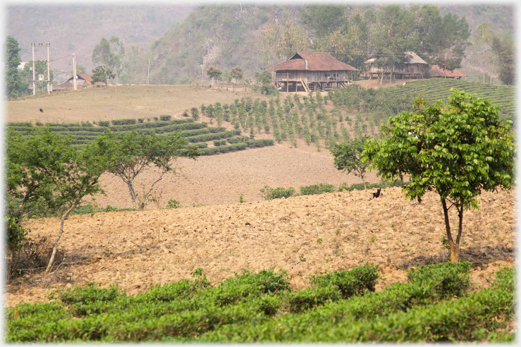 Orderly rows of plants on slope and in front of house below.