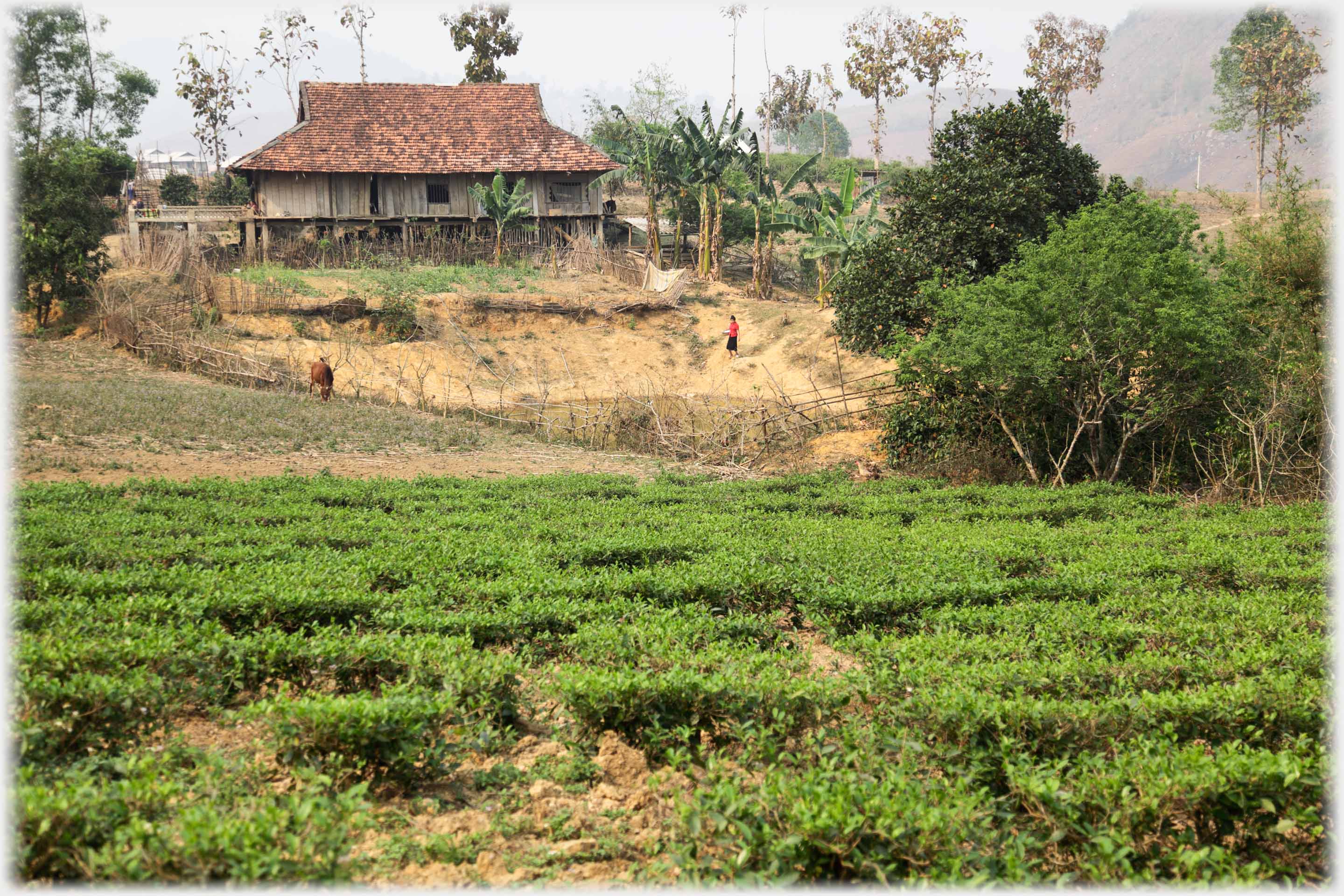 Substantial house with vegetables, bananas and fields of tea in foreground.