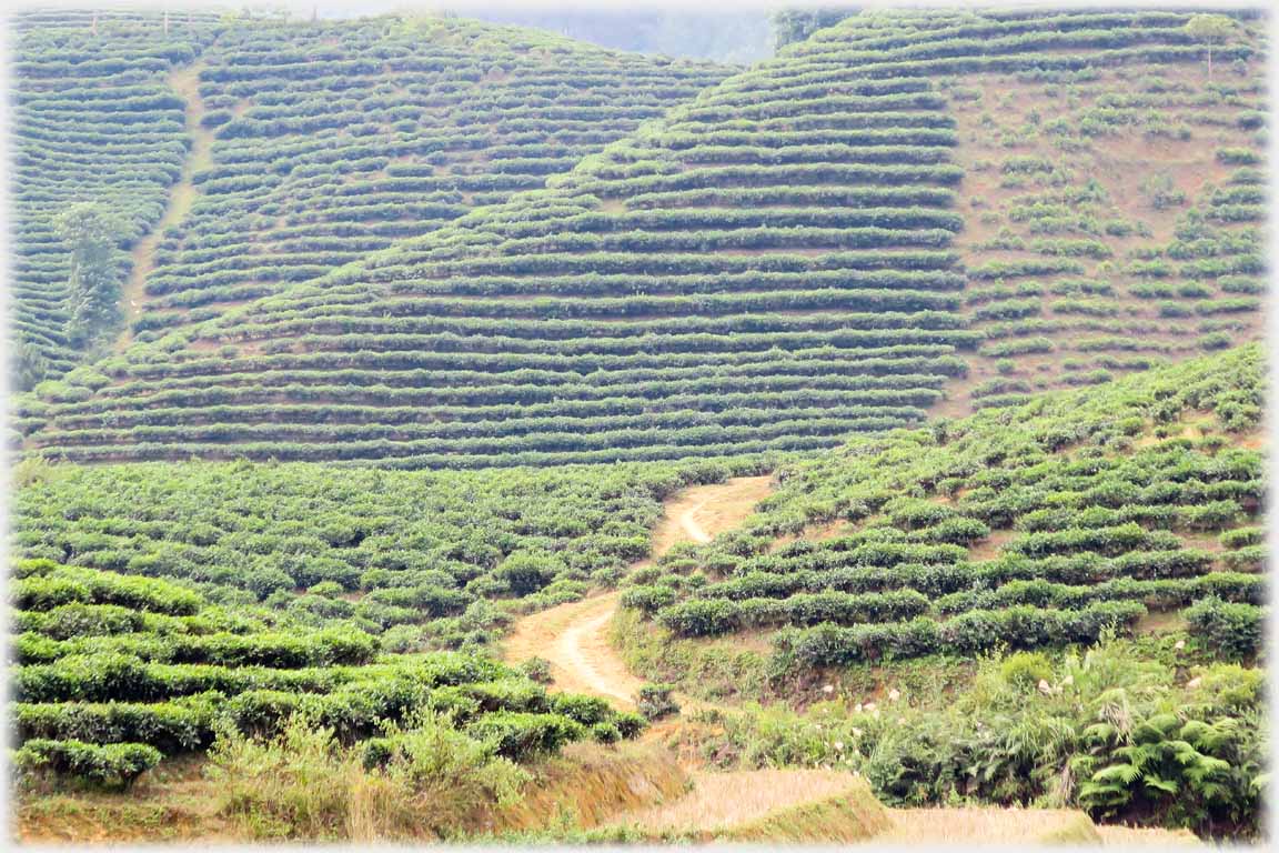 Rising hillside with strong lines of planting.