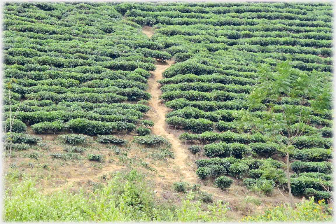 Looking onto tea slope with path between bushes.