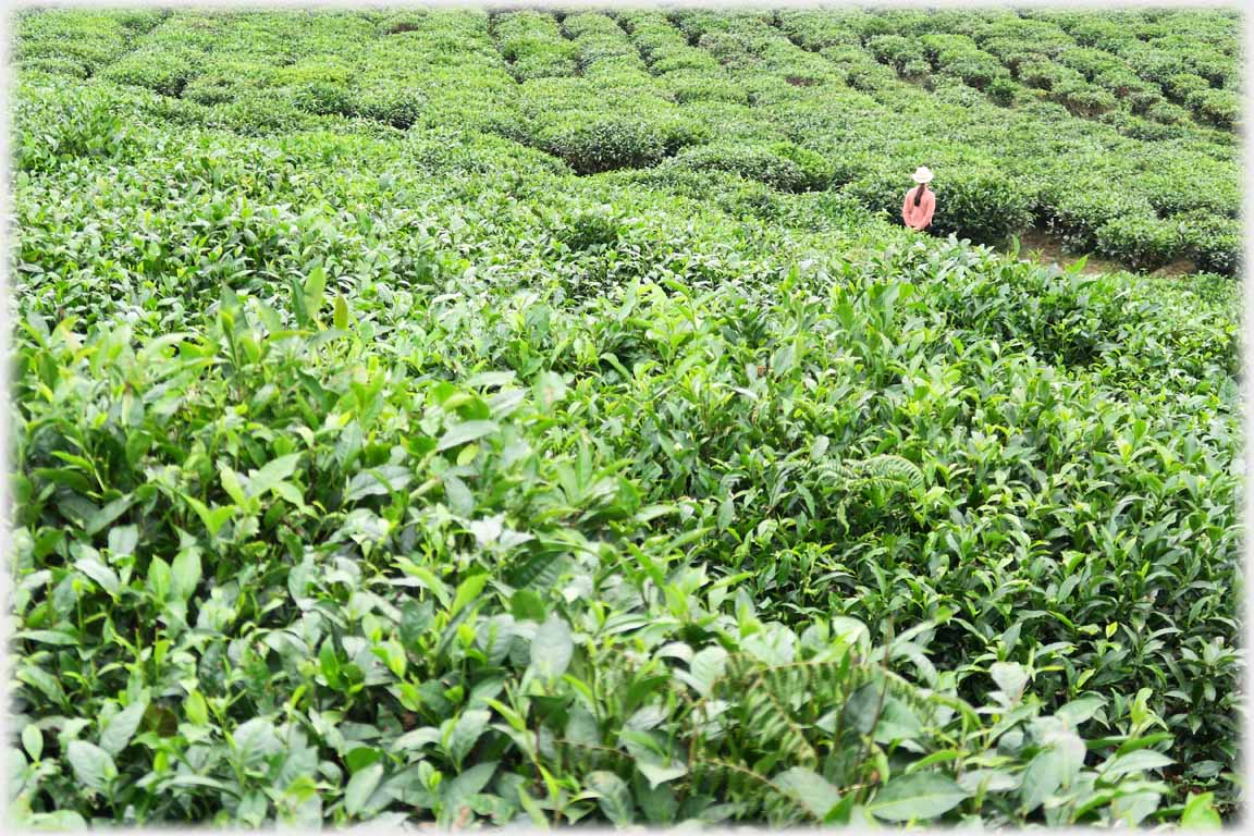 Tea plants drunning from near camera into distance figure in pink and hat.