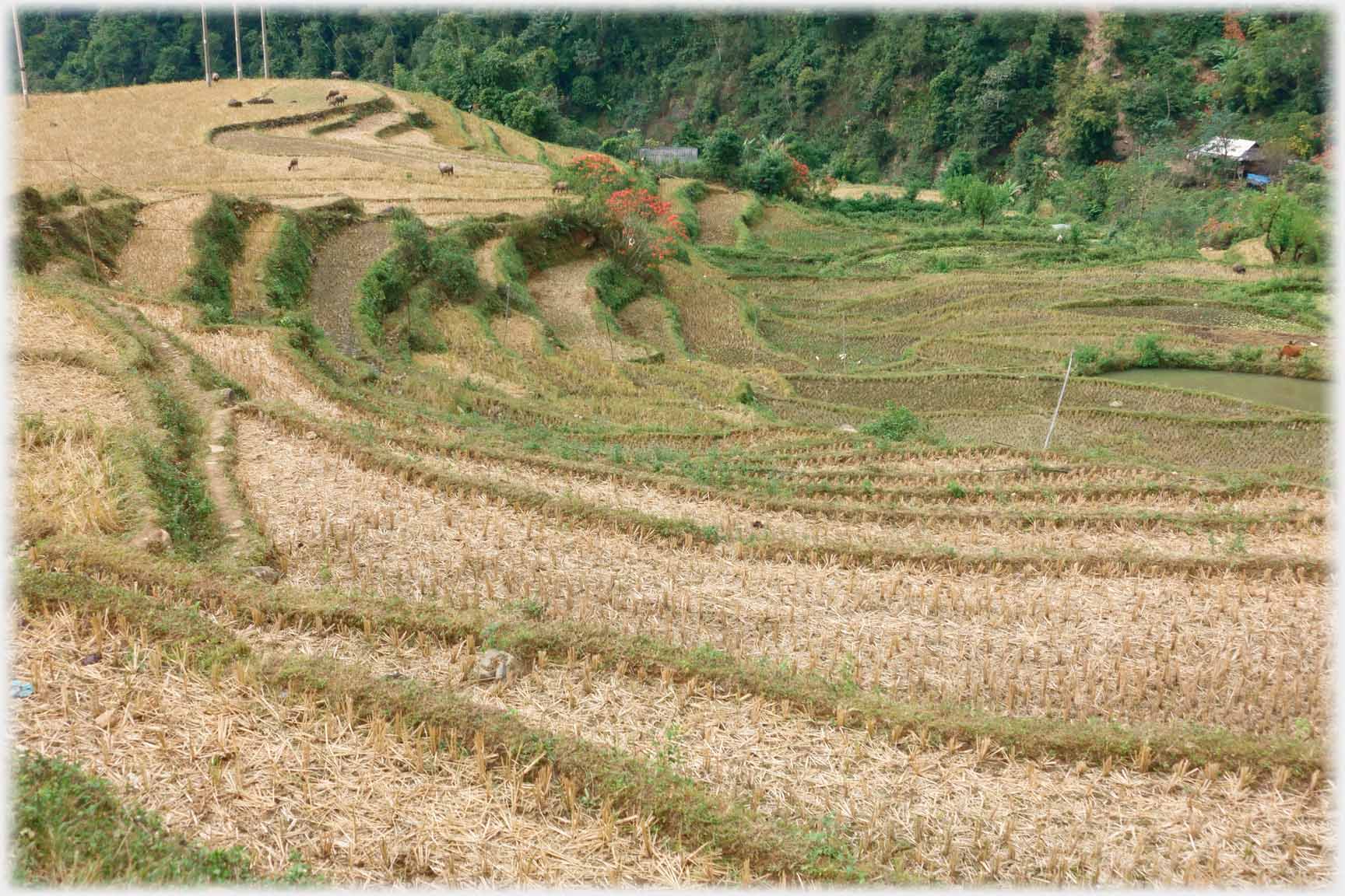 Looking down a slope of dry terraces covered in stubble