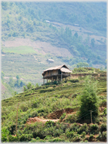 Stilted house perced above hilside terraces.