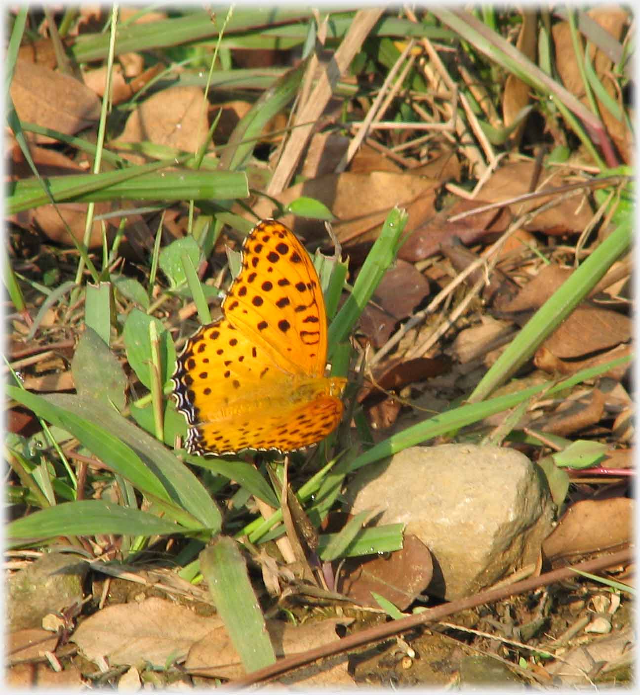 Orange winged butterfly on grass.