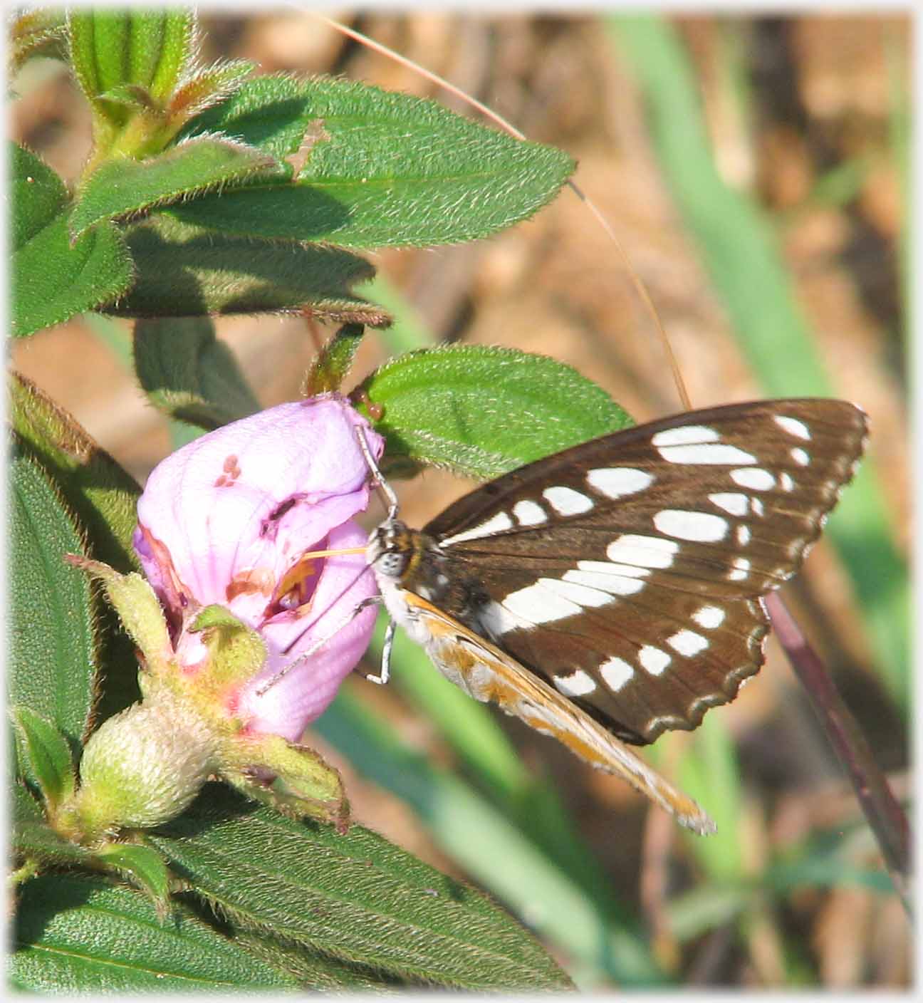 Butterfly on pink flower.