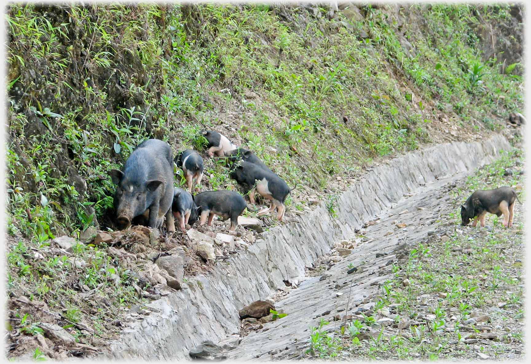 Wild pig with seven piglets.