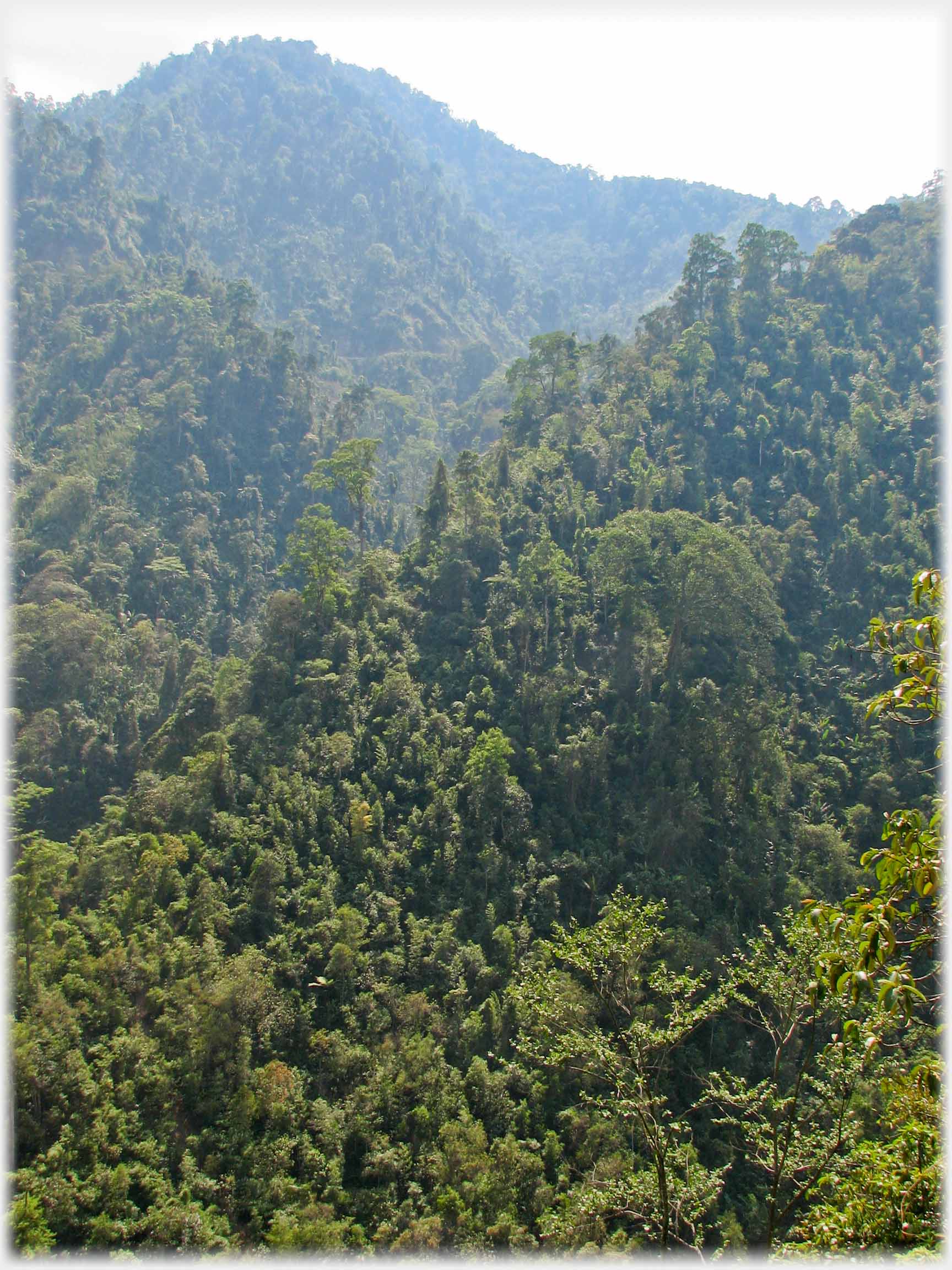 Dense wooded slopes along deep valley.