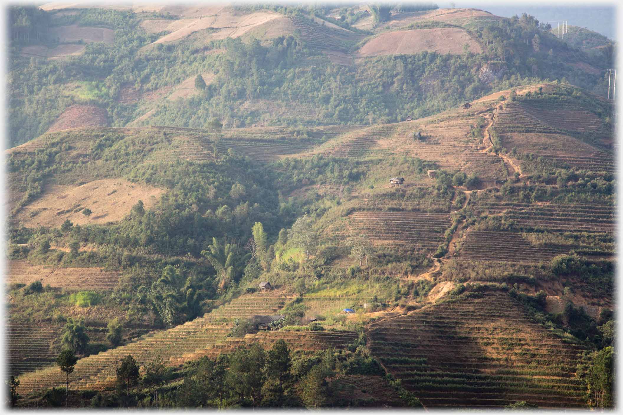 Wooded hillside with path wandering up between terraces.