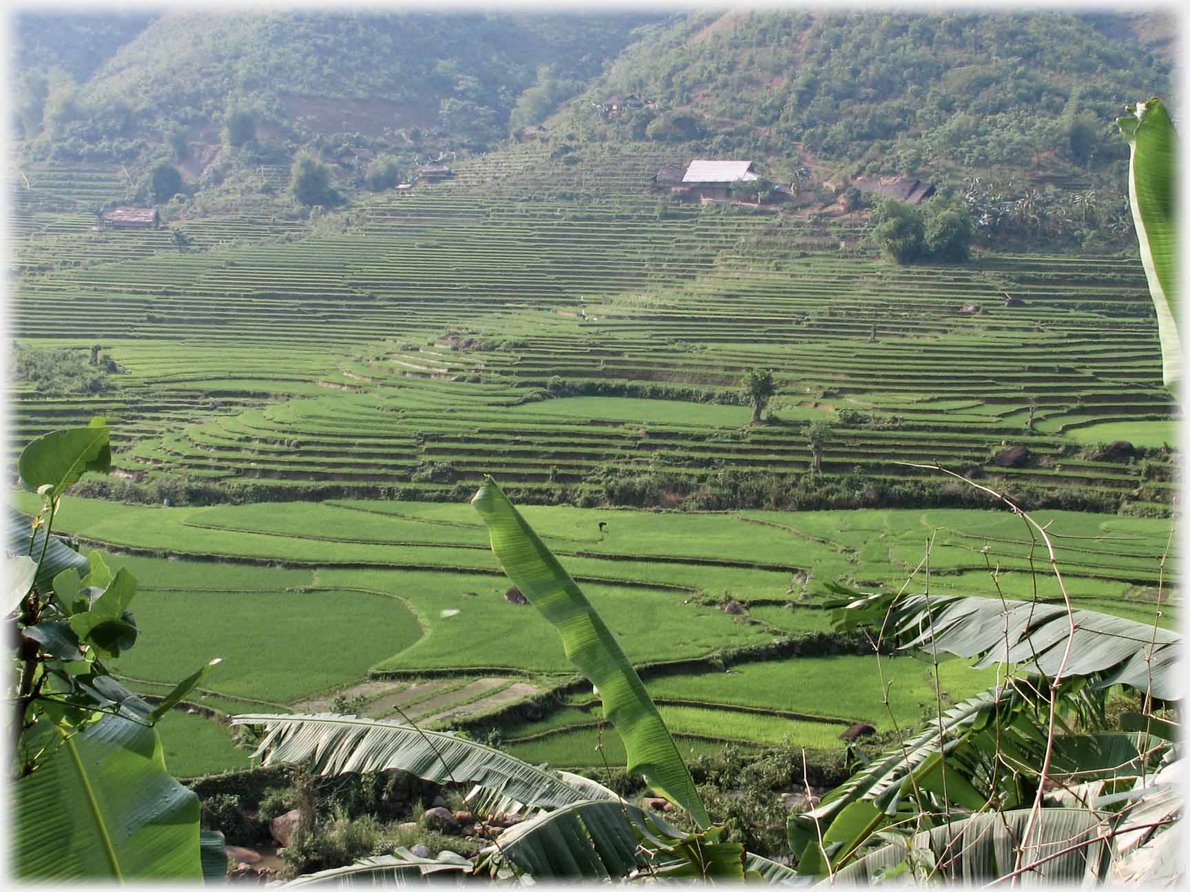 Looking down valley side at green terraces with banana trees in foreground.