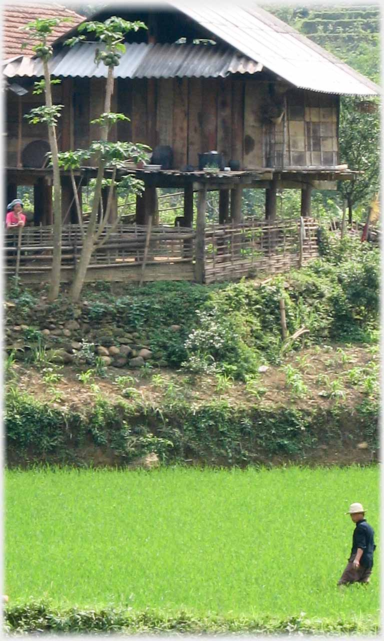 Man standing in field of paddy above knee level with house in background.