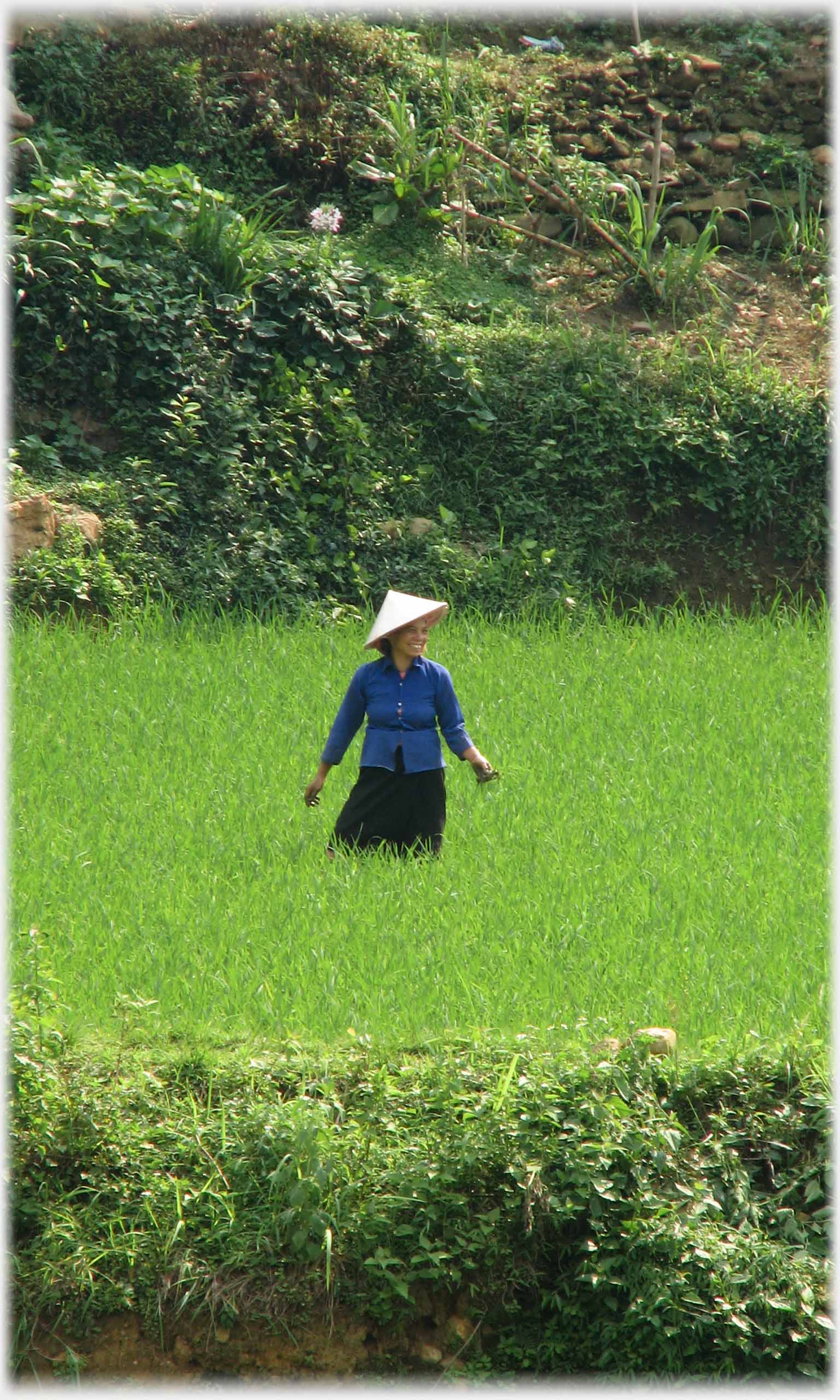 Woman standing in field of paddy above her knee level.