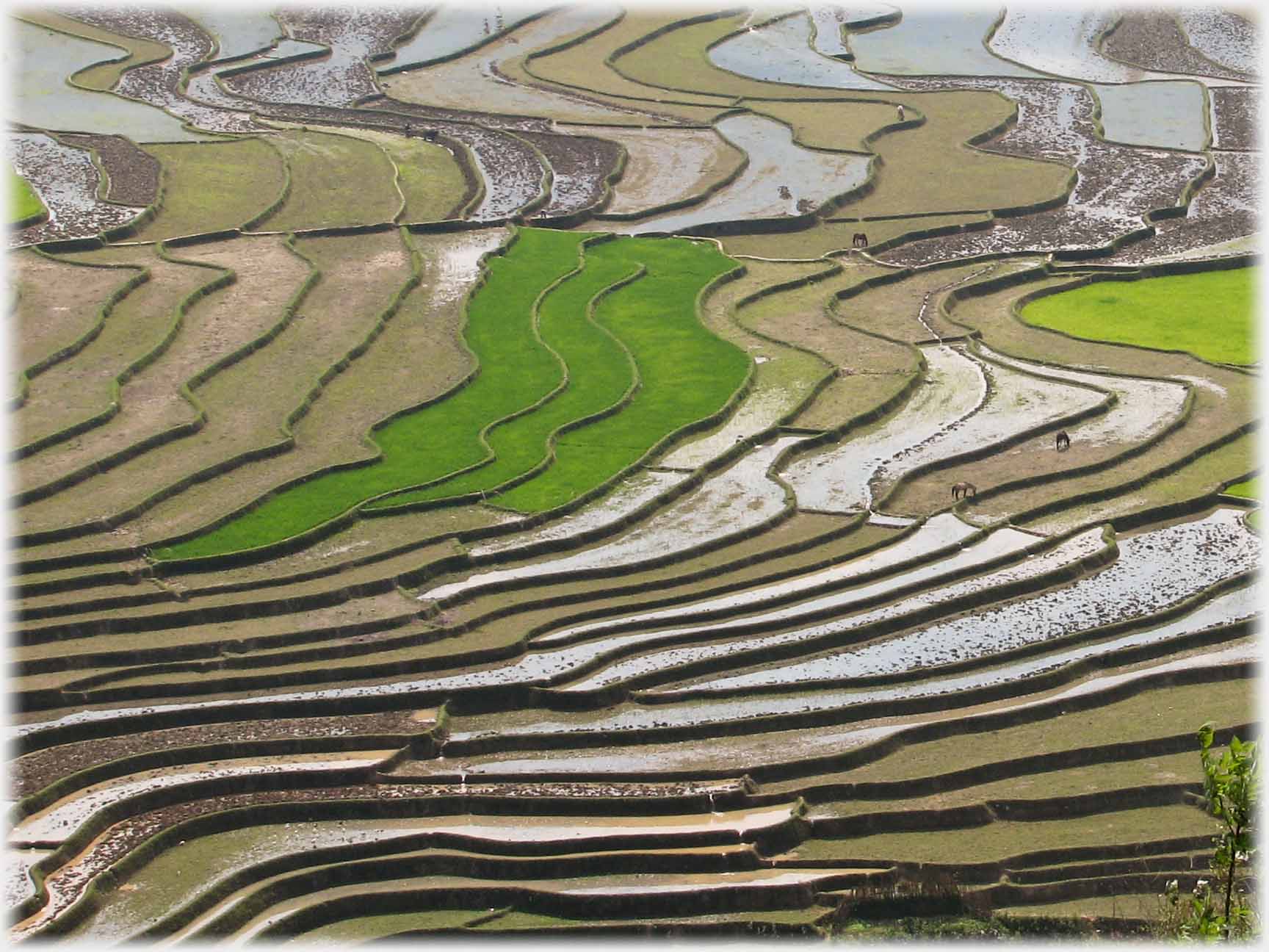 Terraced fields, some with dark green, some light green, and some just showing green.