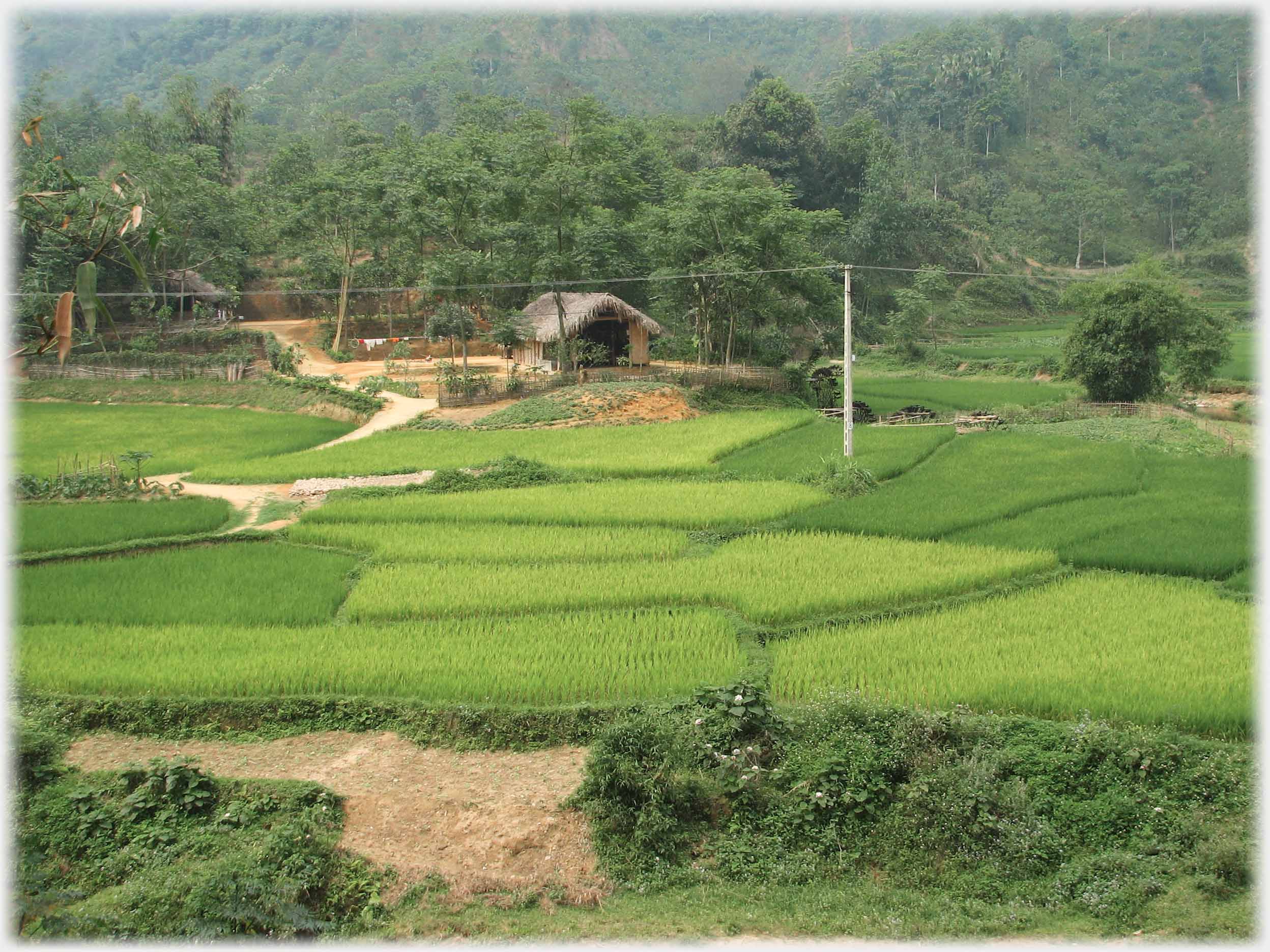 Luxuriant green fields bordering a village.