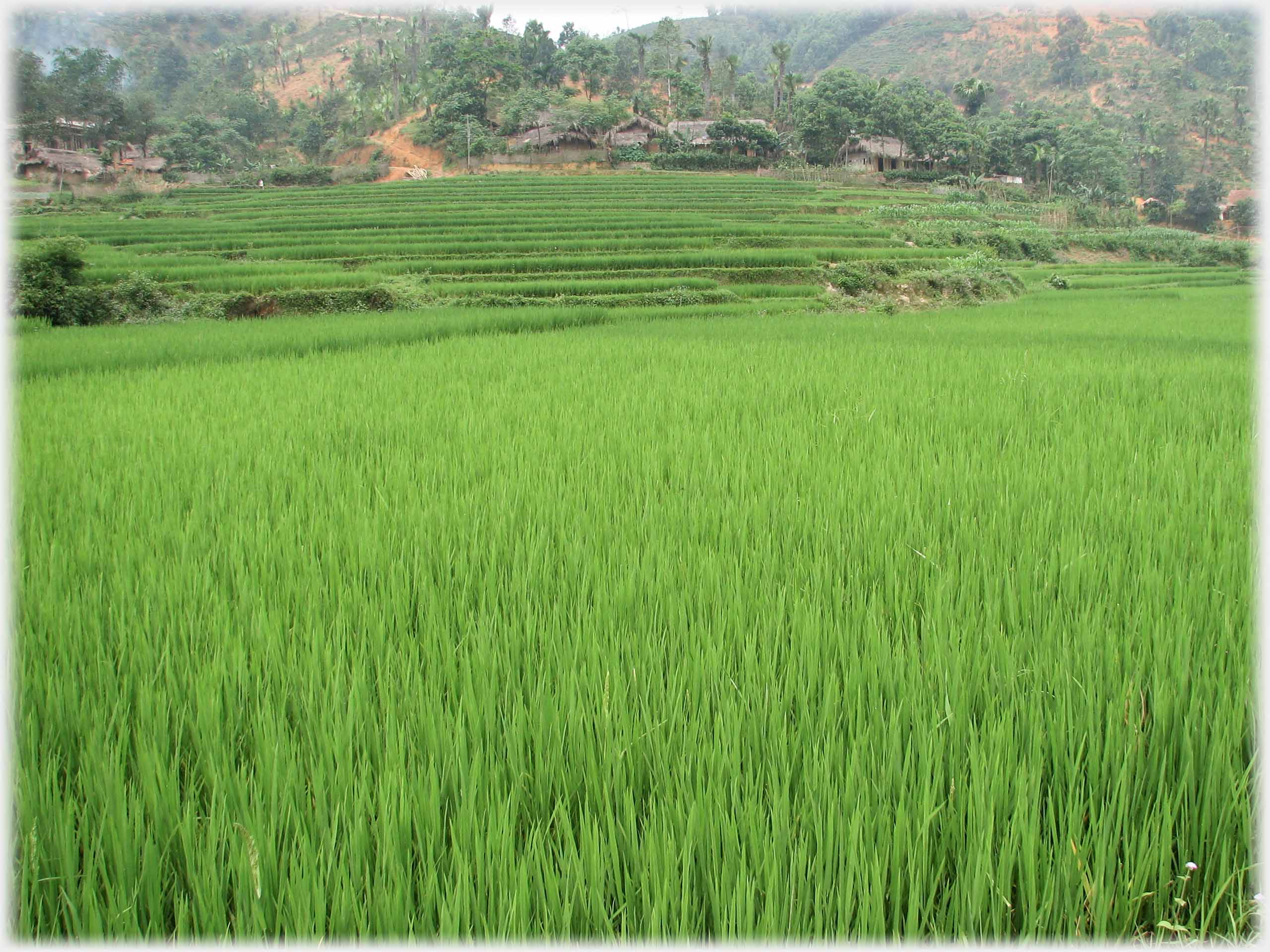 Wide angle shot of paddy with green terracing beyond.