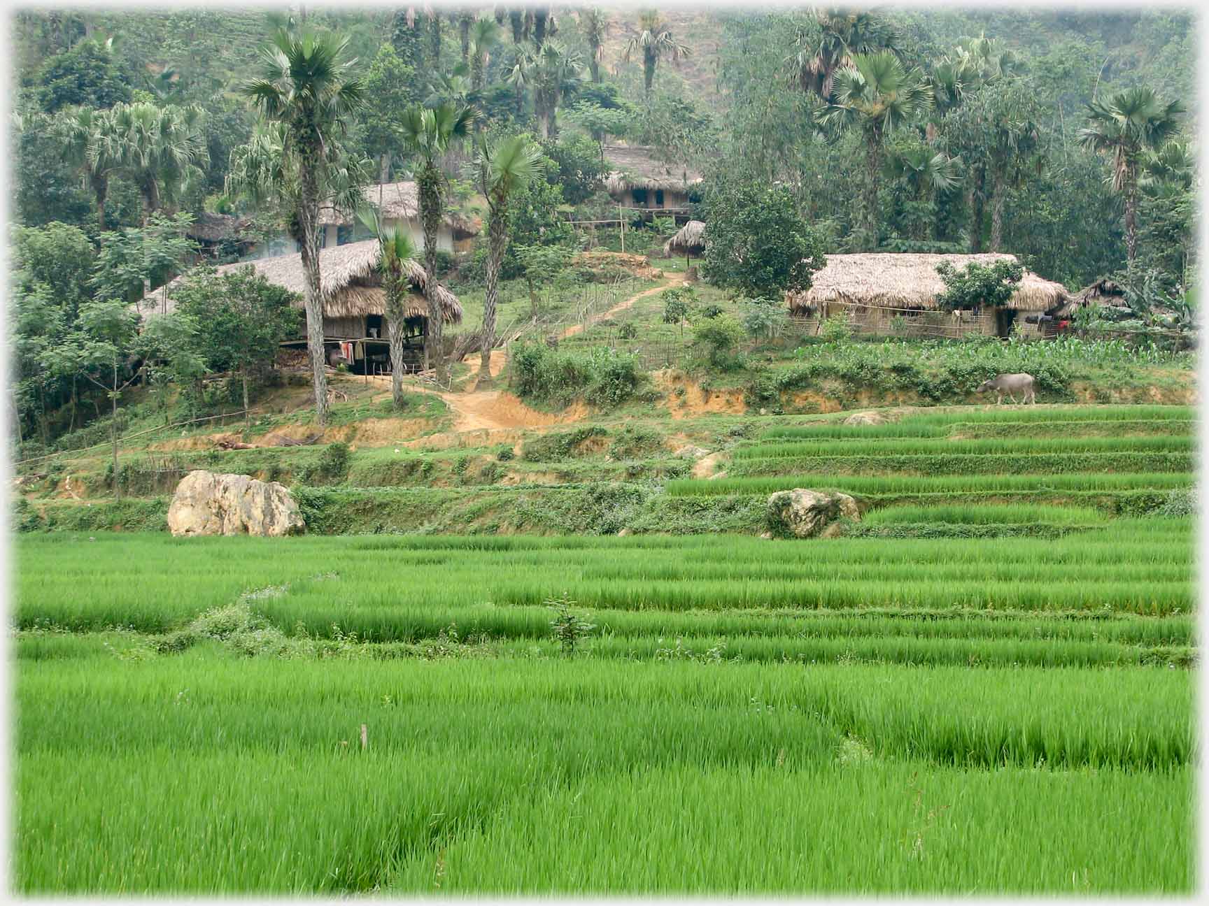 Well grown paddy fields with village beyond.