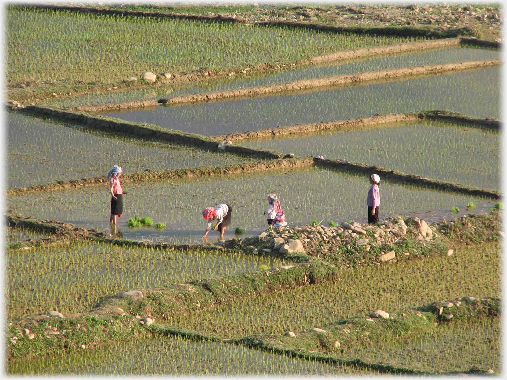 One woman planting, three standing watching her.