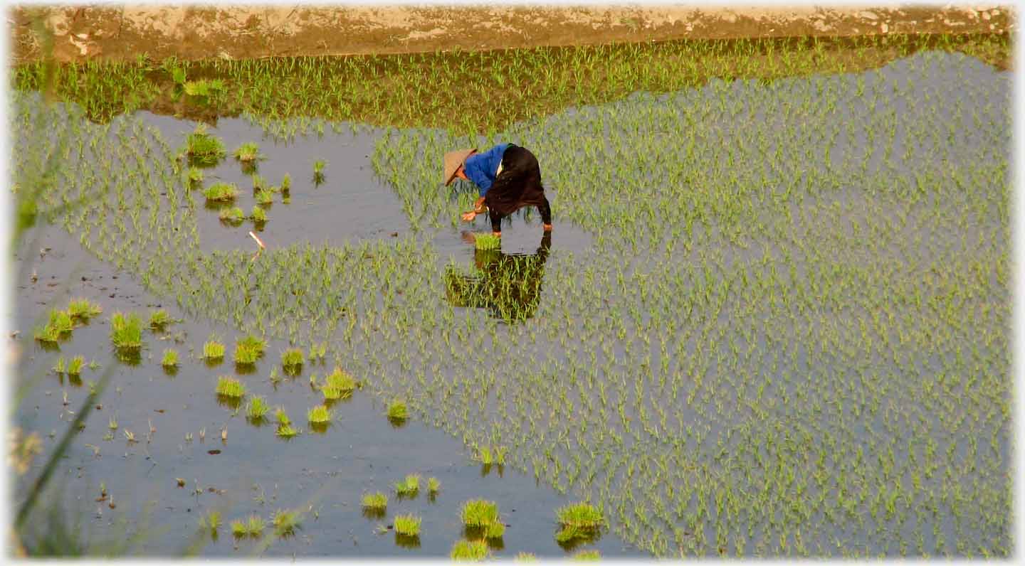 Field of planted seedlings with unplanted patches, clumps of seedings waiting, and one woman bent planting in one of thte patches.