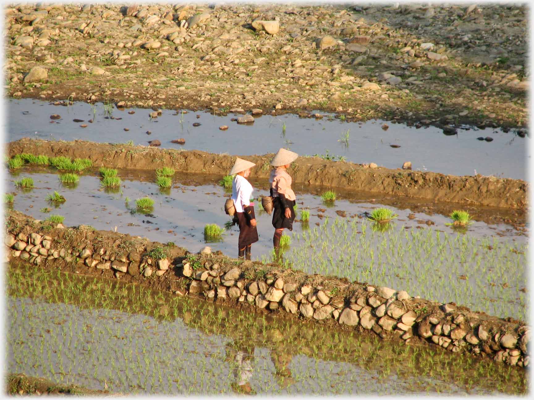 Two women standing upright in field beside planted seedings.