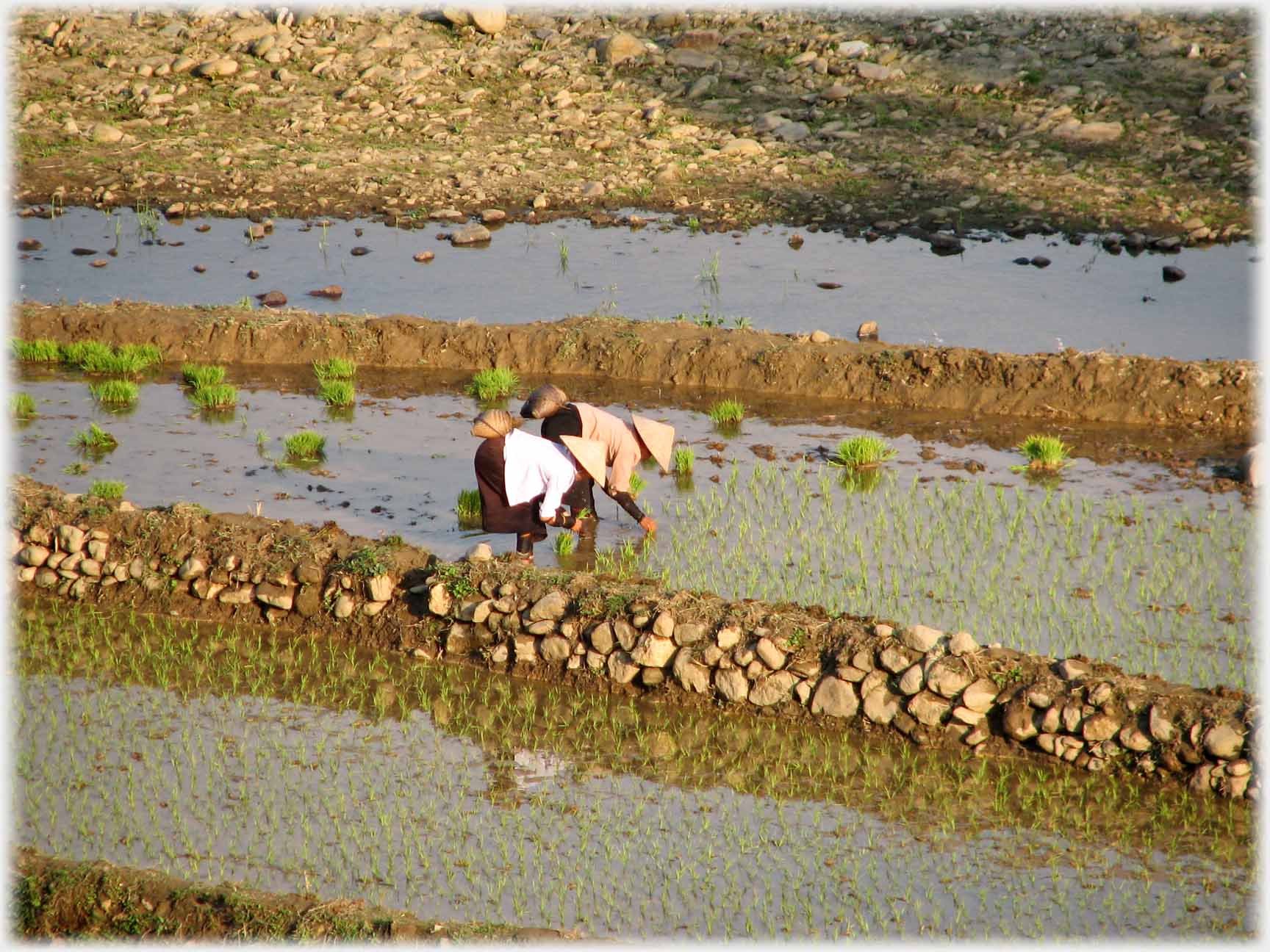 Two women bending planting at edge of planted rows.