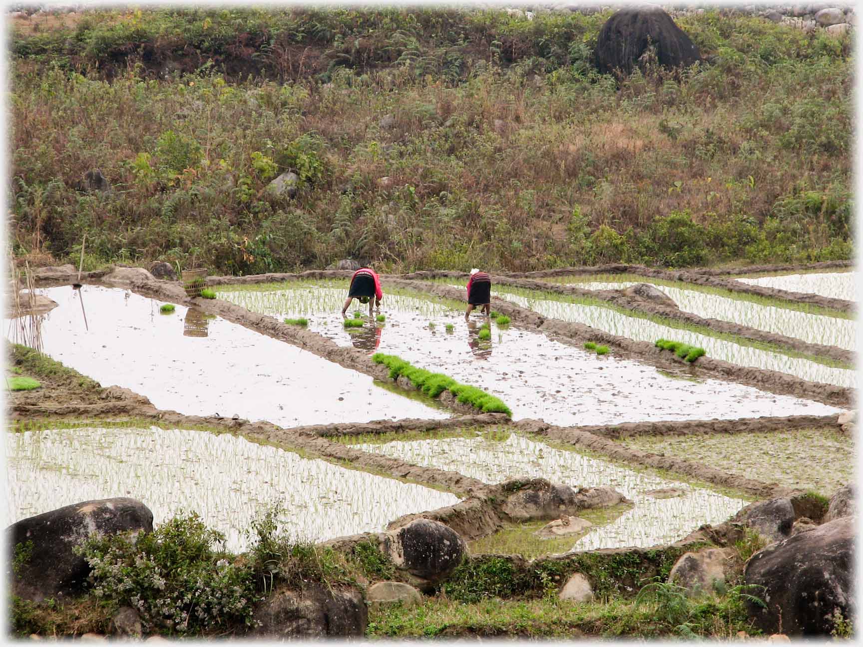 Rear view of two women bent over planting.